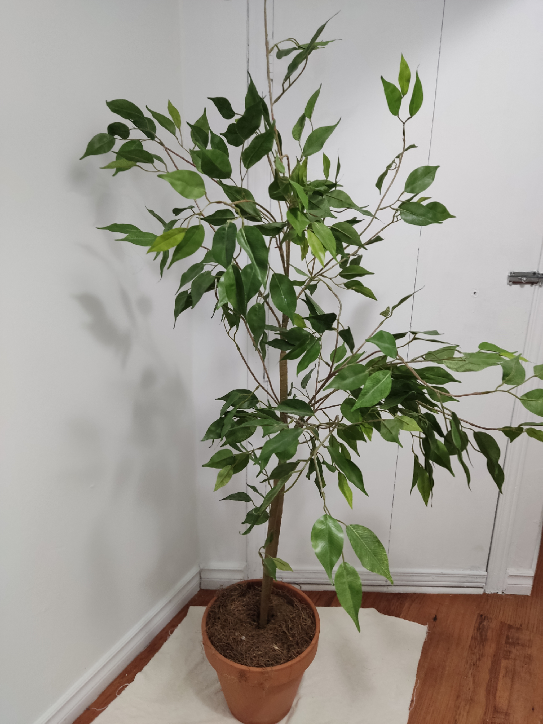 Faux Ficus Tree in Pot - photo 2