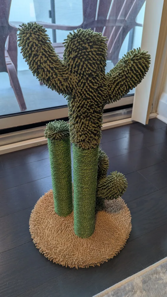 Cactus Cat Scratching 🥕