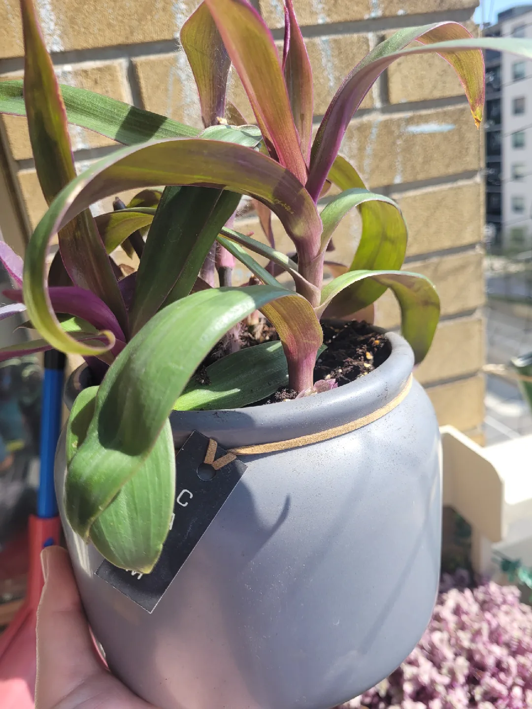 House Plant in Grey Pot thumbnail