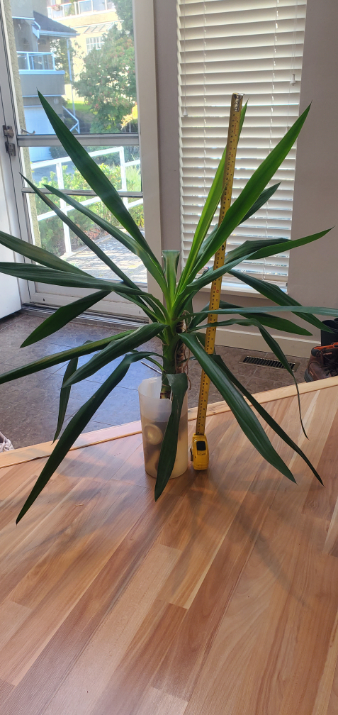 Beautiful Yucca Plant 🌿 - 30" tall