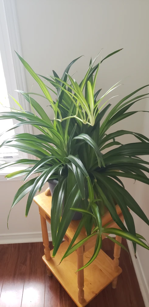 Spider Plant