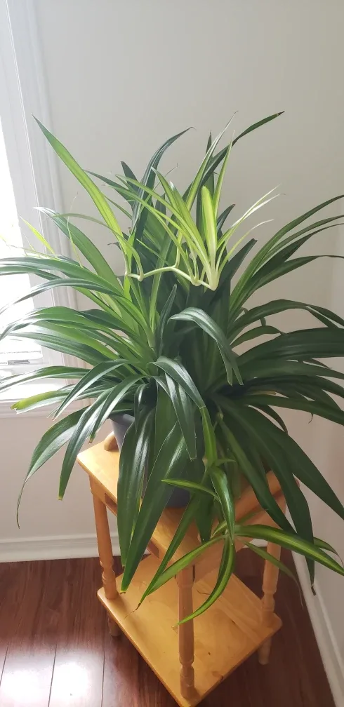 Spider Plant thumbnail