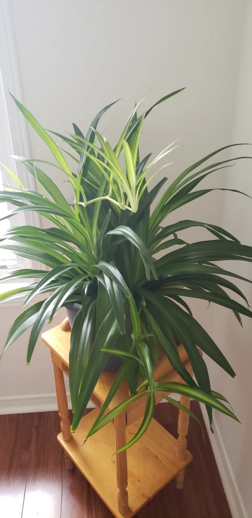 Spider Plant - photo 2