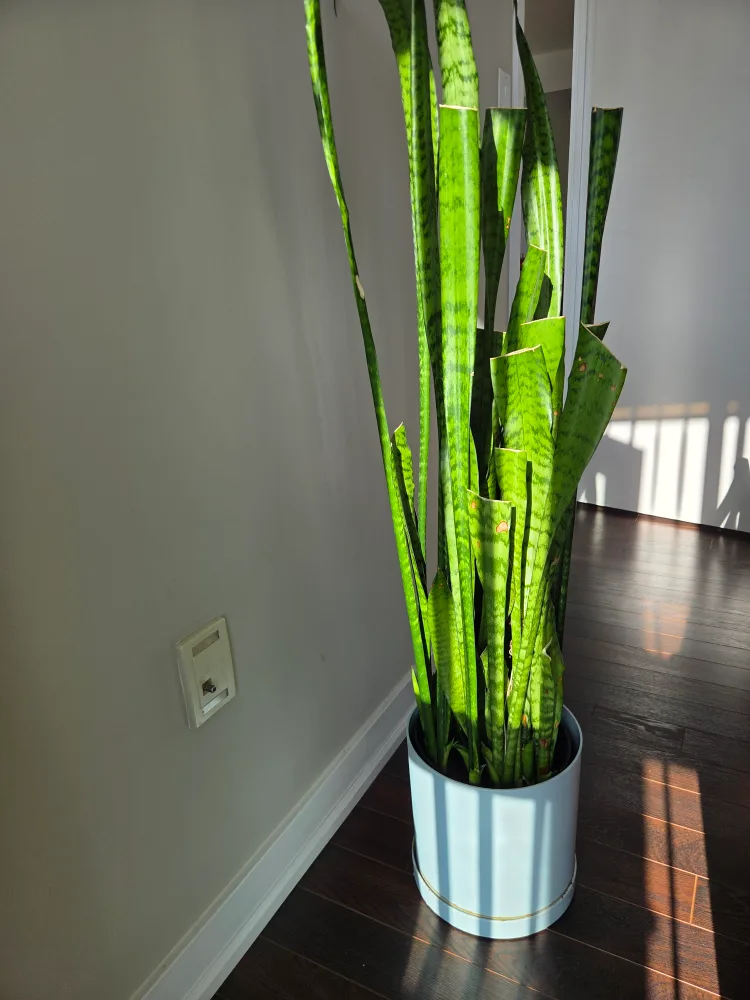 Snake Plant in Light Blue Planter thumbnail