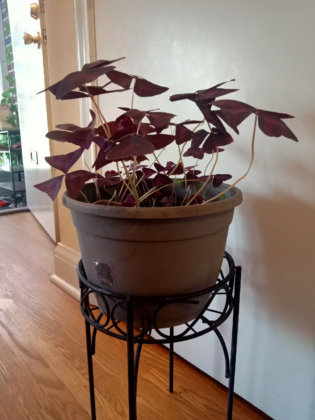 Large Purple Oxalis 6x9 inches pot image indicator(2)