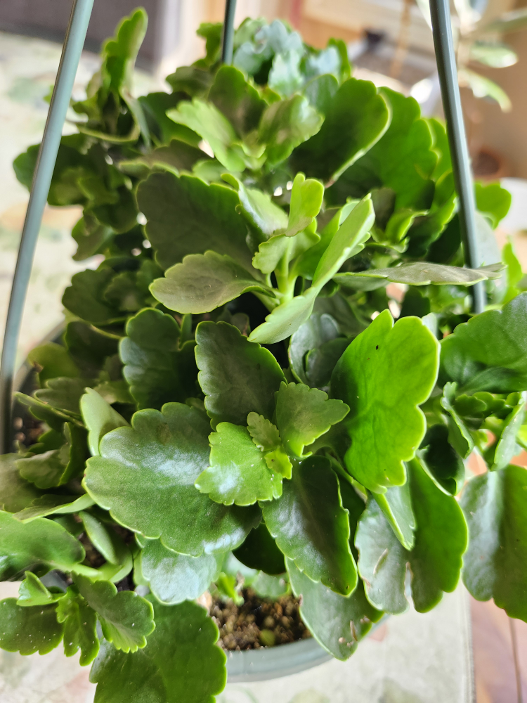 Potted Kalanchoe Plant - photo 2