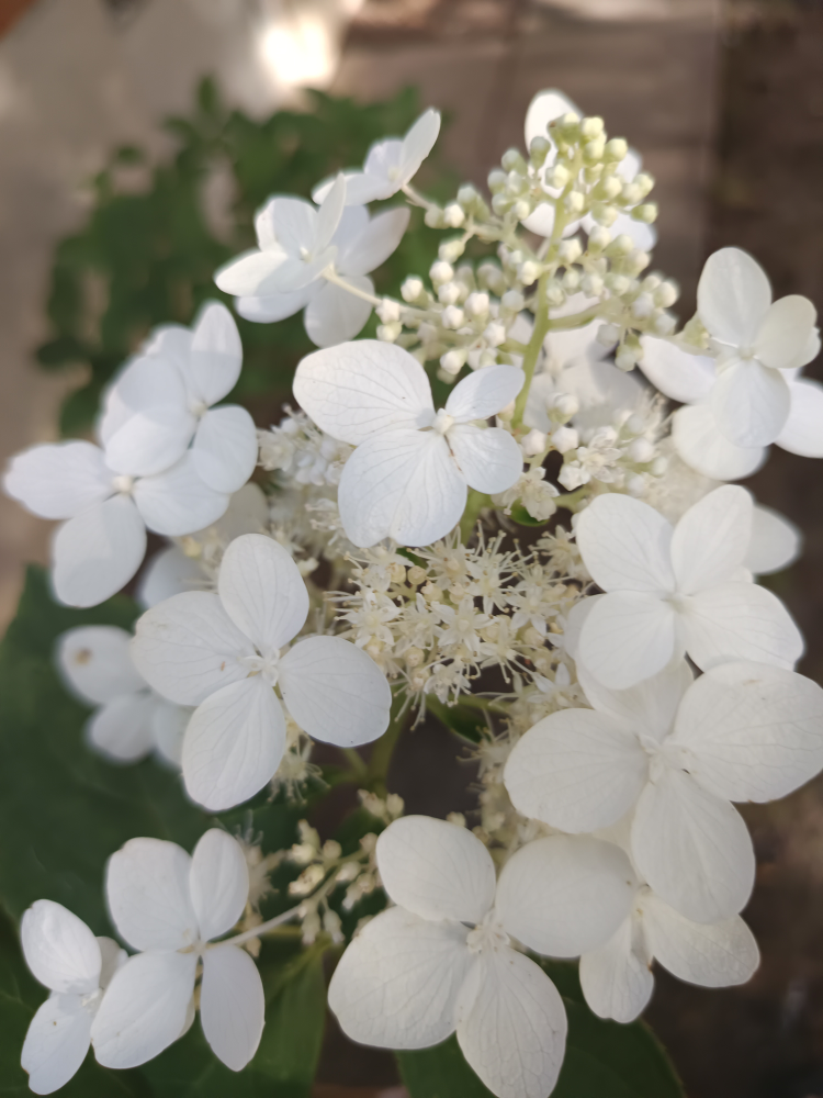 fall flower