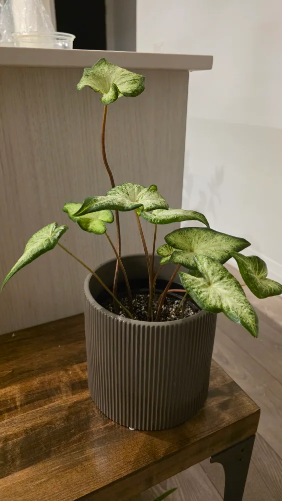Caladium White Wing thumbnail