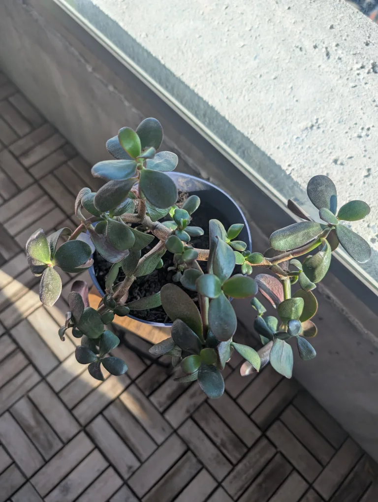 Jade Plant image indicator(2)