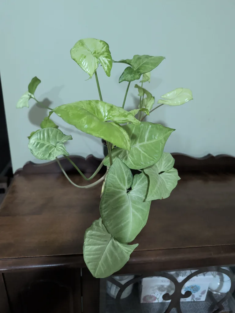 Syngonium Plant image indicator(2)