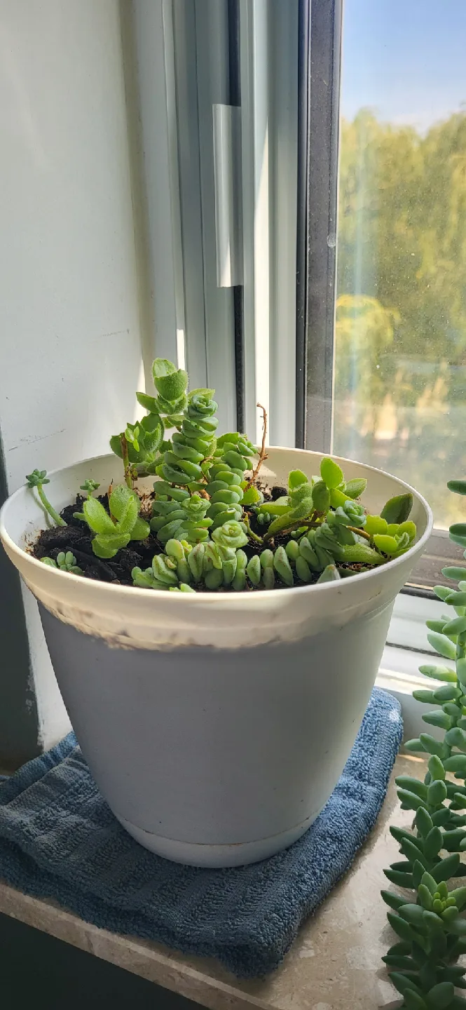 Crassula perforata, Bear Paw,Babies Donkey Tails succulent thumbnail