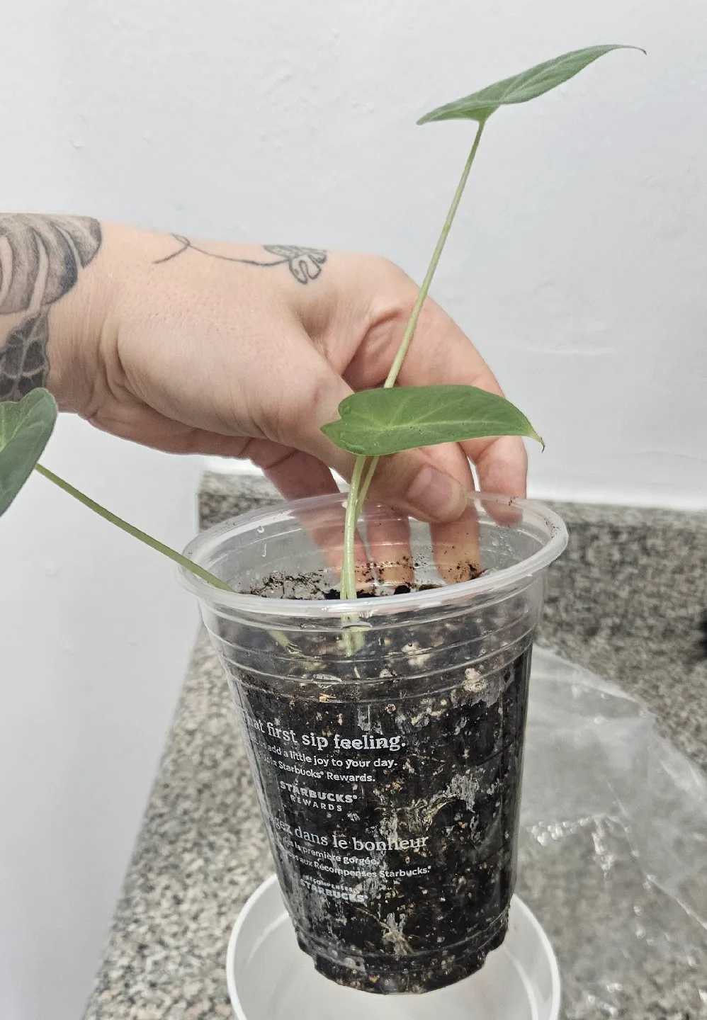 Alocasia Regal Sheild image indicator(2)