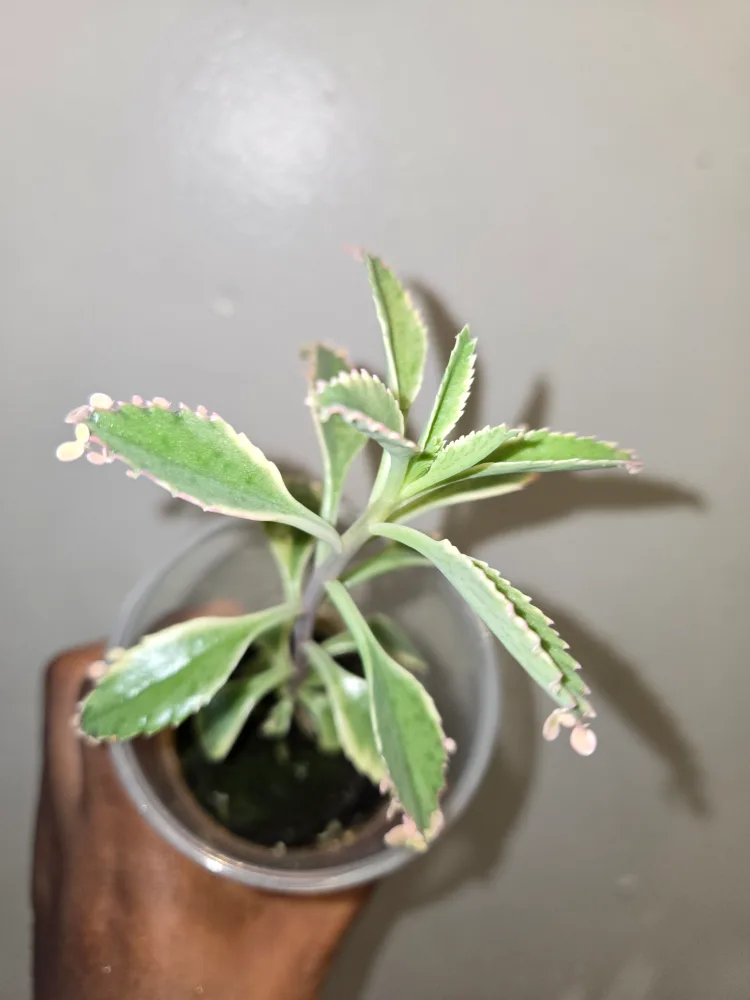 Mother of Thousands Plant✨️🌸👩‍🍼 thumbnail