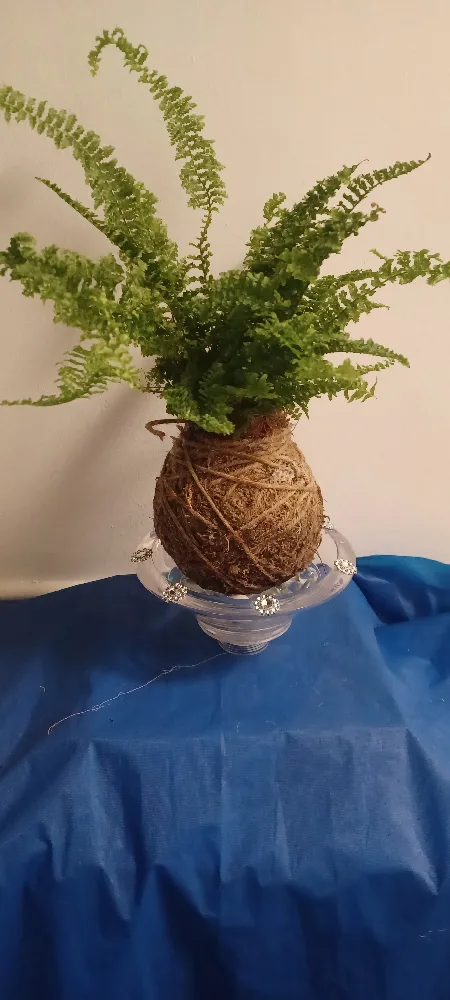 Kokedama Plant image indicator(2)