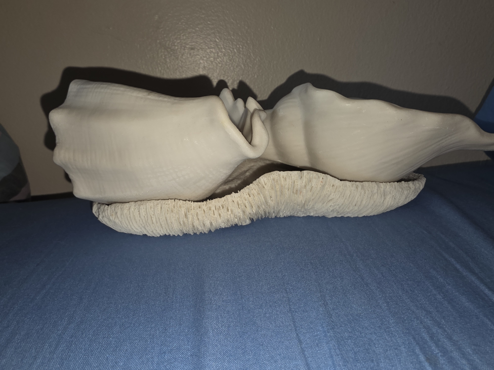 Seashell Decoration with real coral bottom