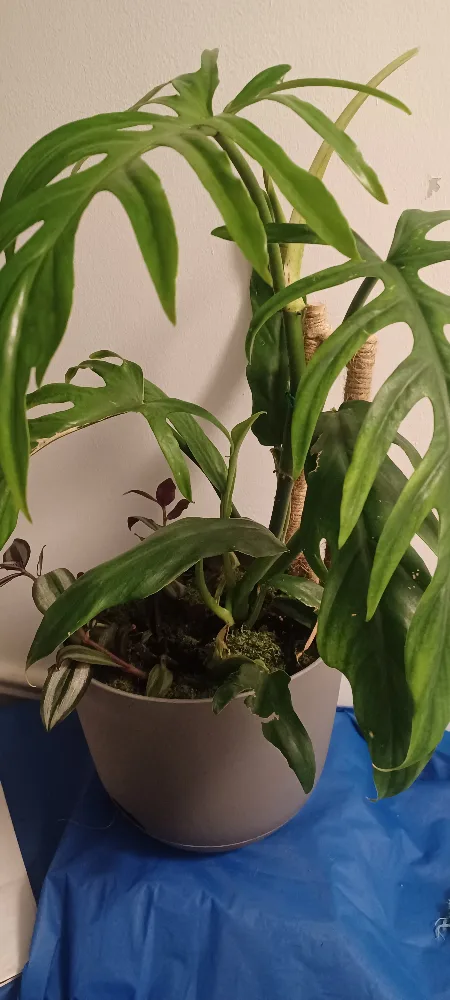 Potted indoor plant image indicator(2)