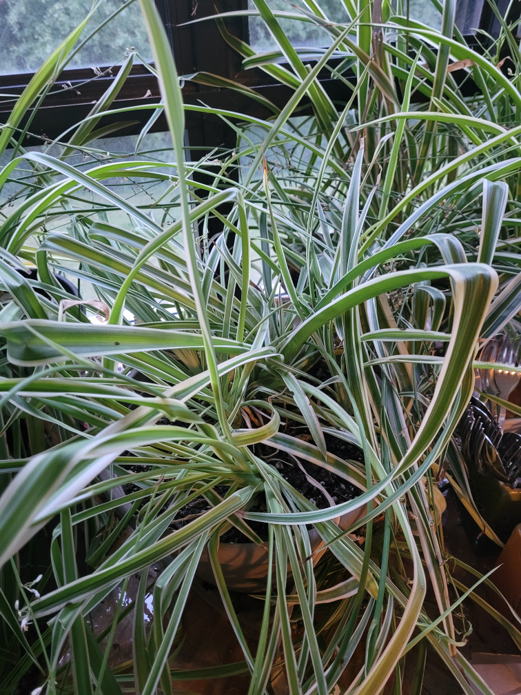 spider plant