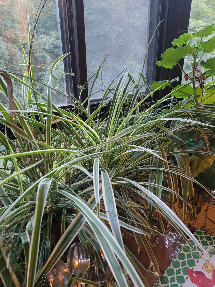 spider plant - photo 2