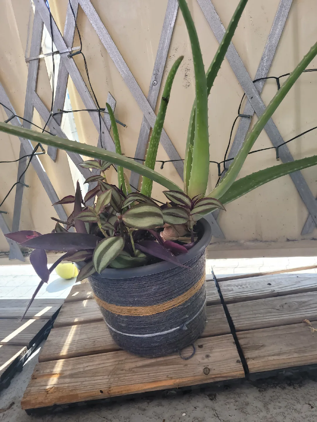 Potted inch plants & Aloe Vera Plant thumbnail