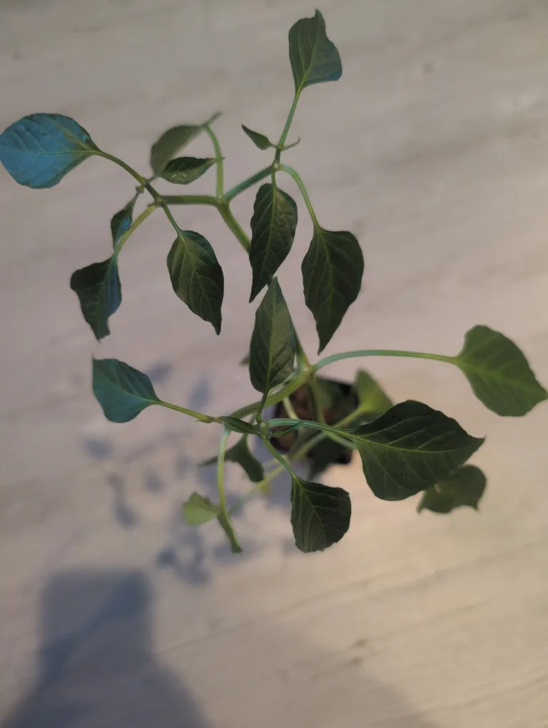 jalapeño pepper 🌶️🥕 thumbnail
