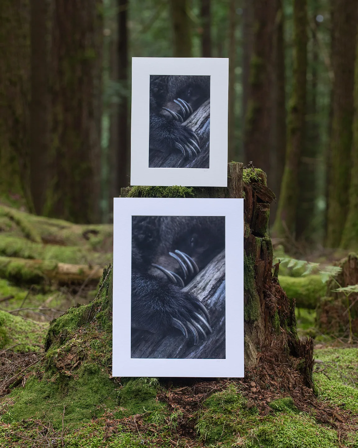 Power of Claws - Grizzly bear - Fine art prints, wall art image indicator(2)