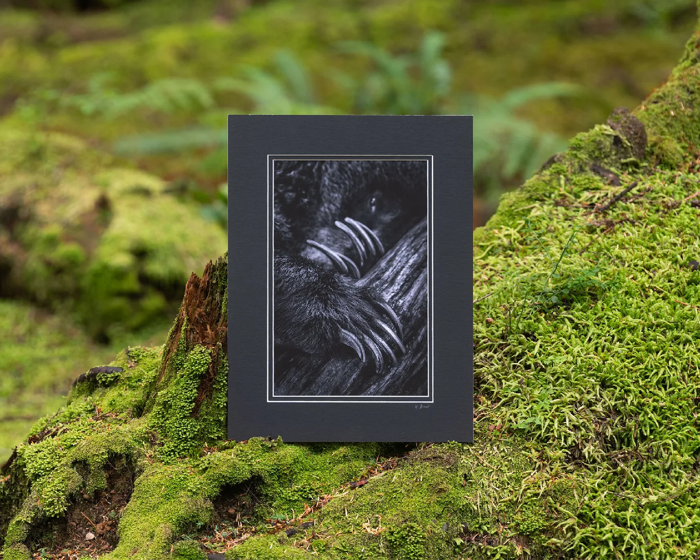 Power of Claws - Grizzly bear - Fine art prints, wall art image indicator(5)