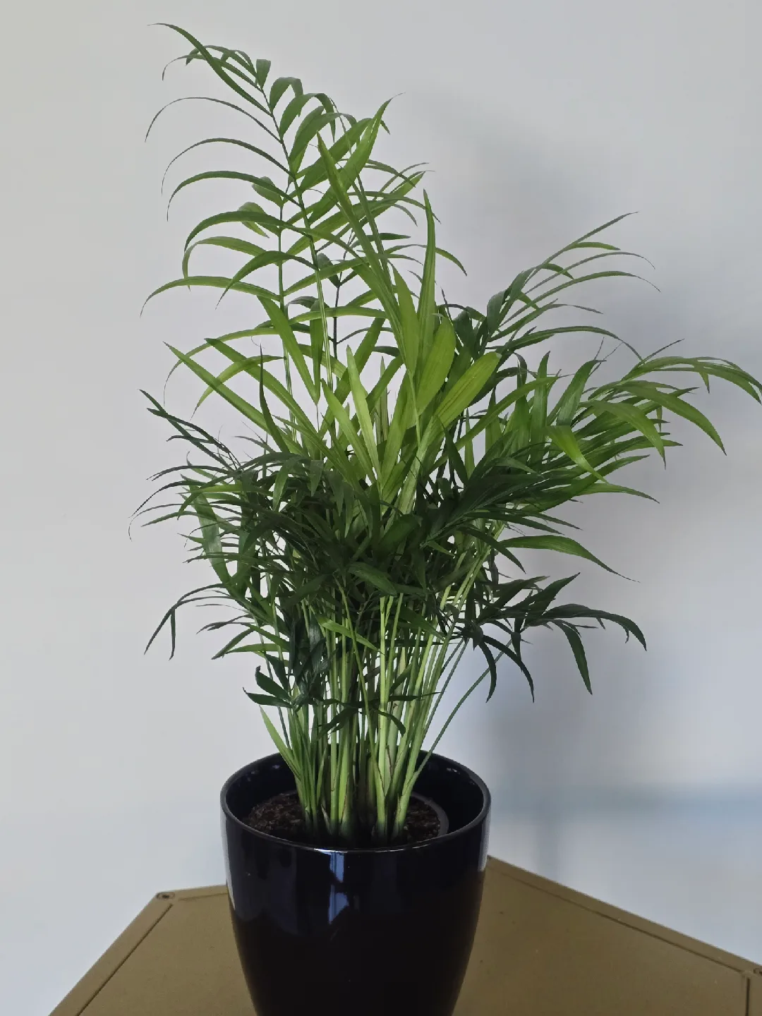 indoor plant collection image indicator(5)