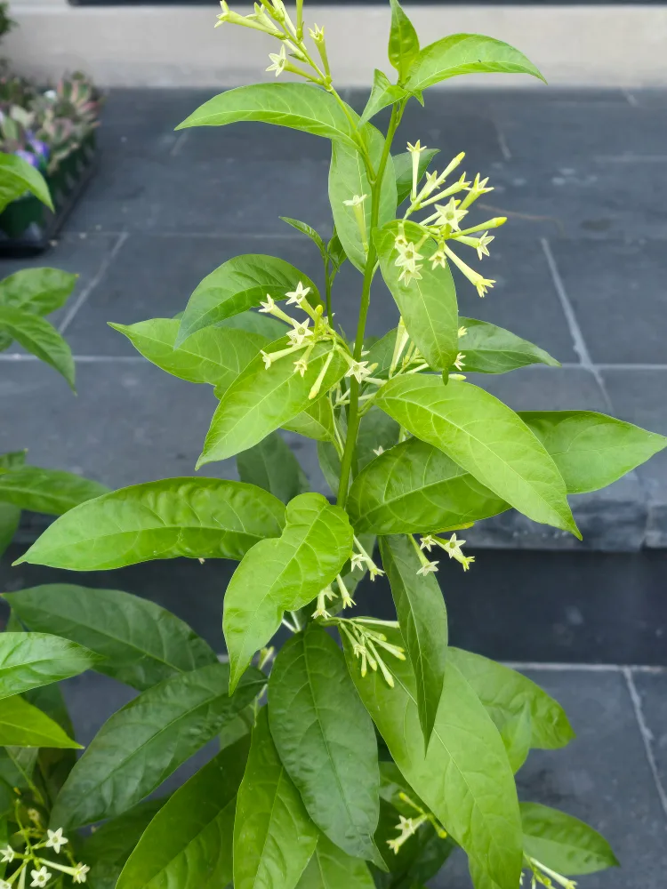 Night-Blooming Jasmine Plant image indicator(2)