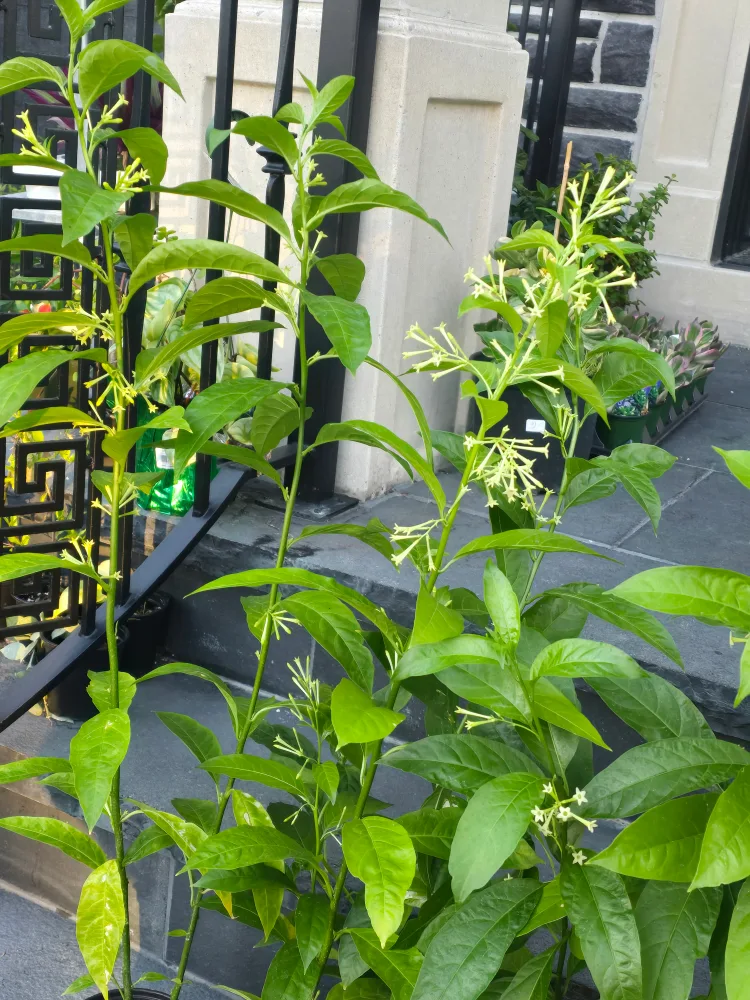 Night-Blooming Jasmine Plant image indicator(4)