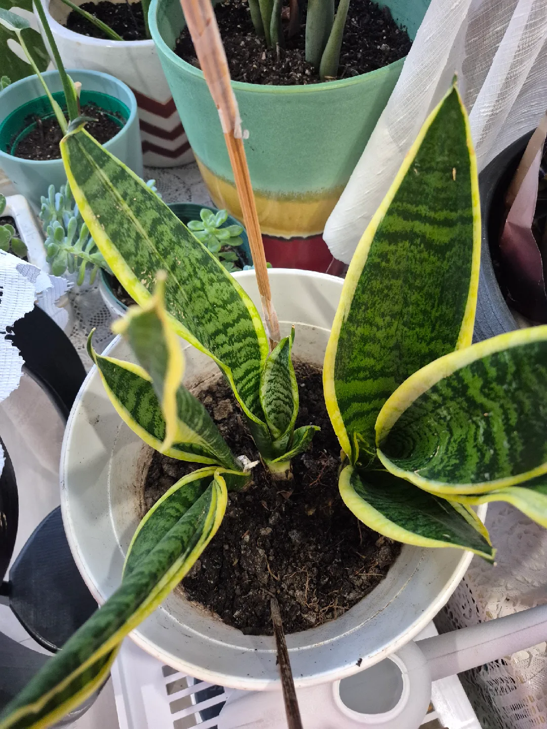 Snake Plant thumbnail