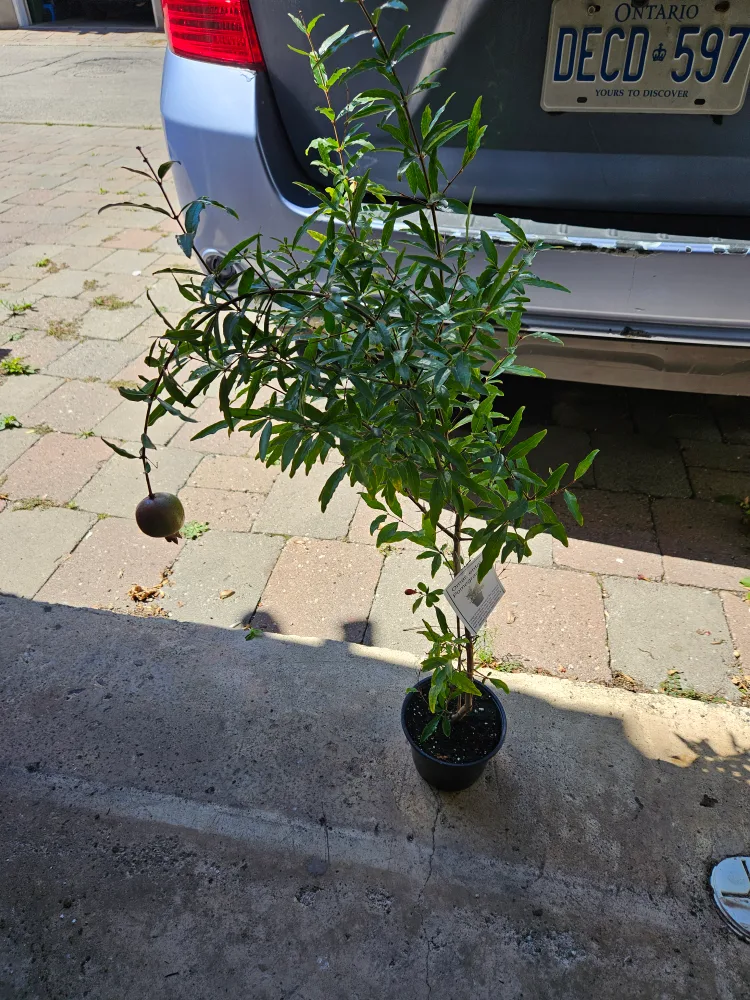 Potted Pomegranate Plant thumbnail