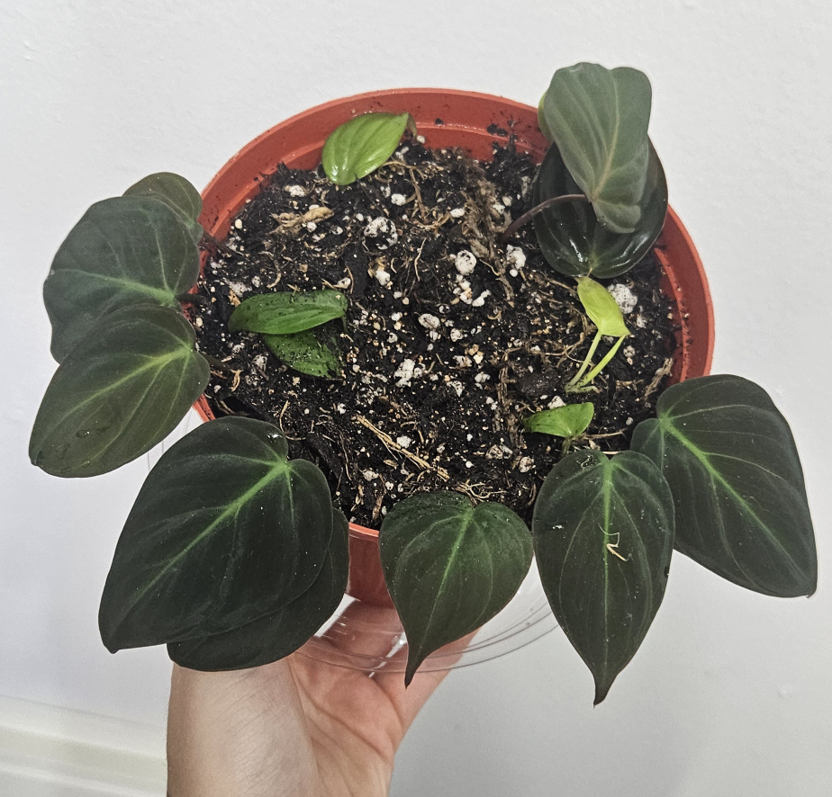Philodendron Micans