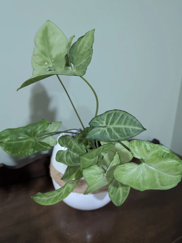 Arrowhead Plant in White Pot image indicator(2)