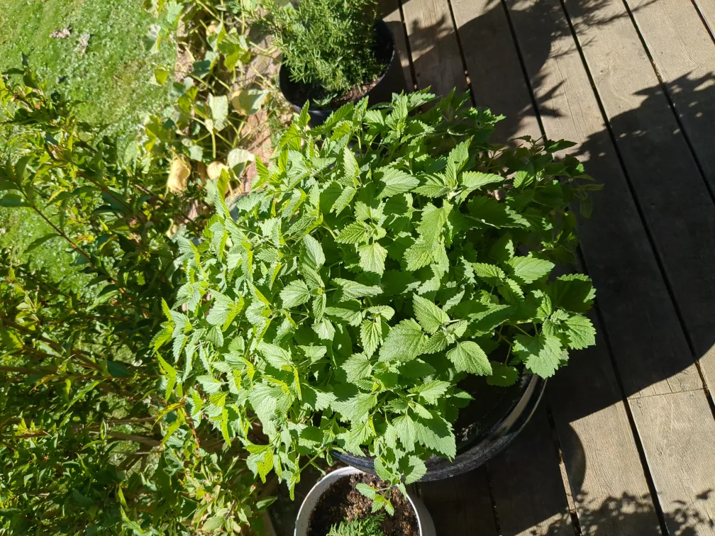 STRONG ORGANIC CATNIP! image indicator(2)