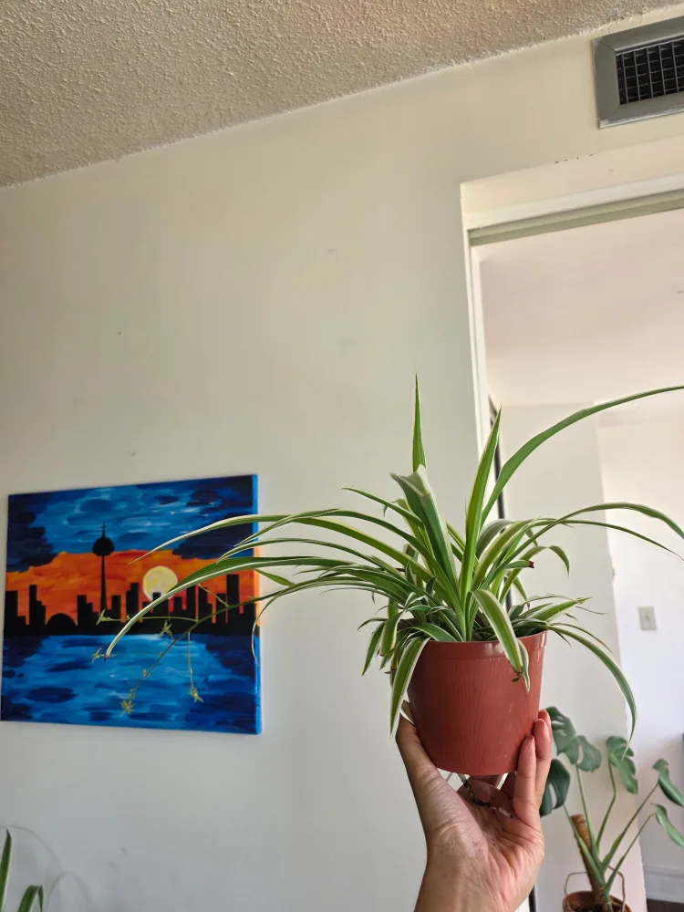 Medium spider plant in nursery pot with new pubs growing thumbnail