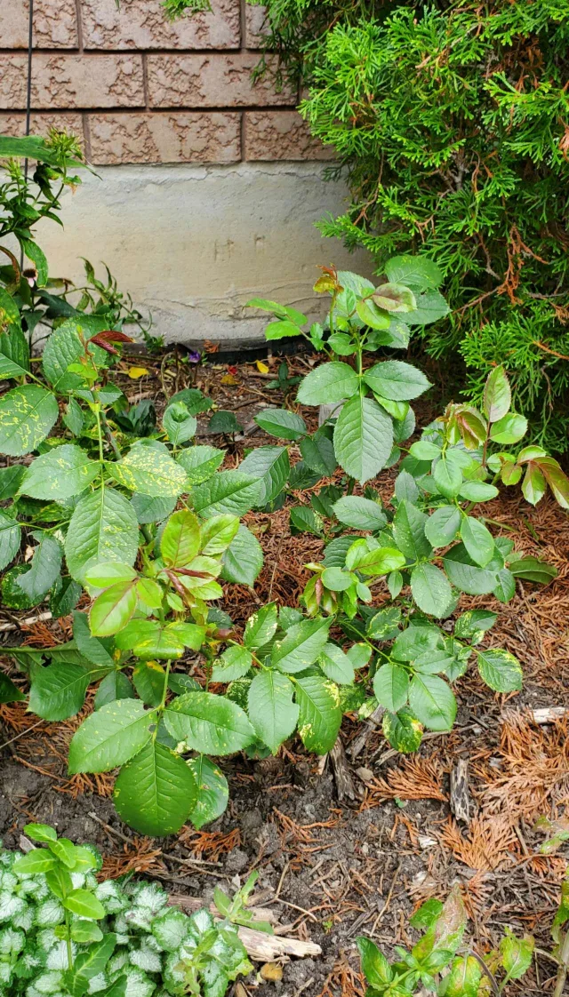 Sentimental-- Floribunda Rose image indicator(2)