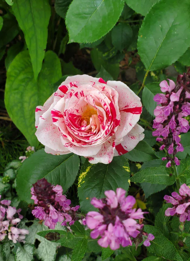 Sentimental-- Floribunda Rose image indicator(3)