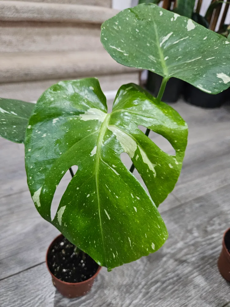 🥕Monstera Thai Constellation Plant3.5" pot image indicator(3)