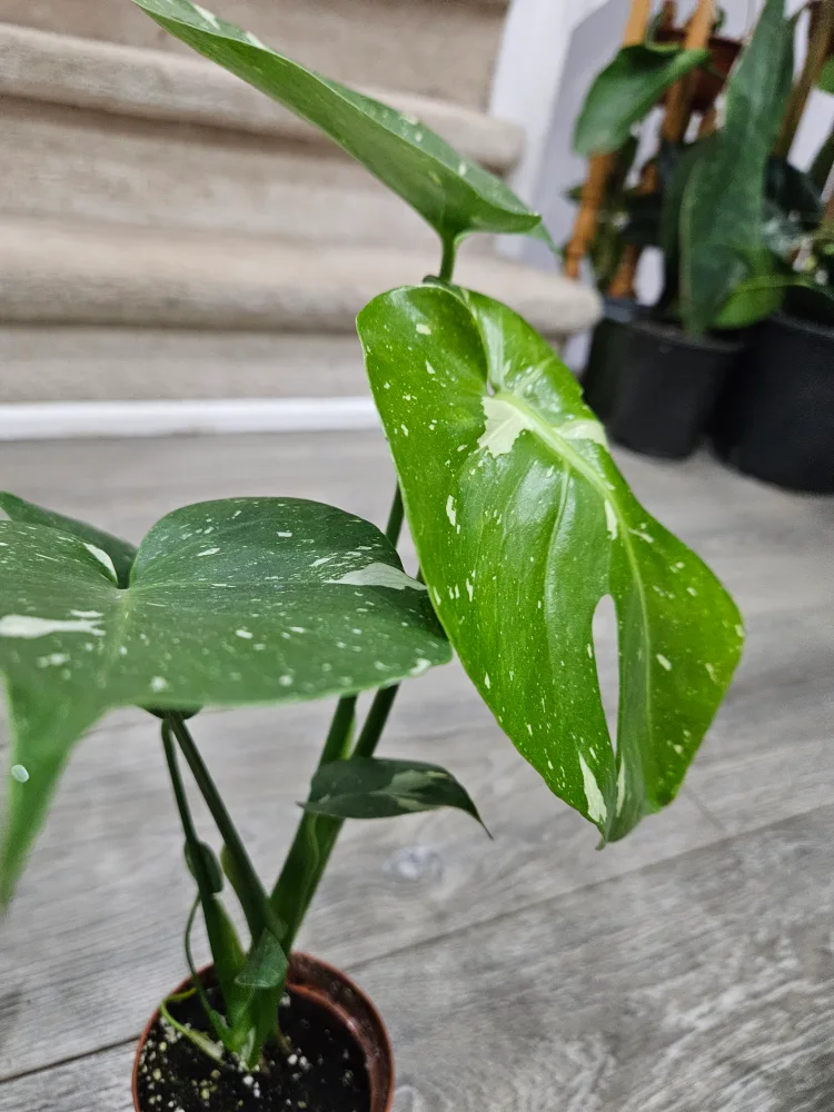 🥕Monstera Thai Constellation Plant3.5" pot image indicator(4)