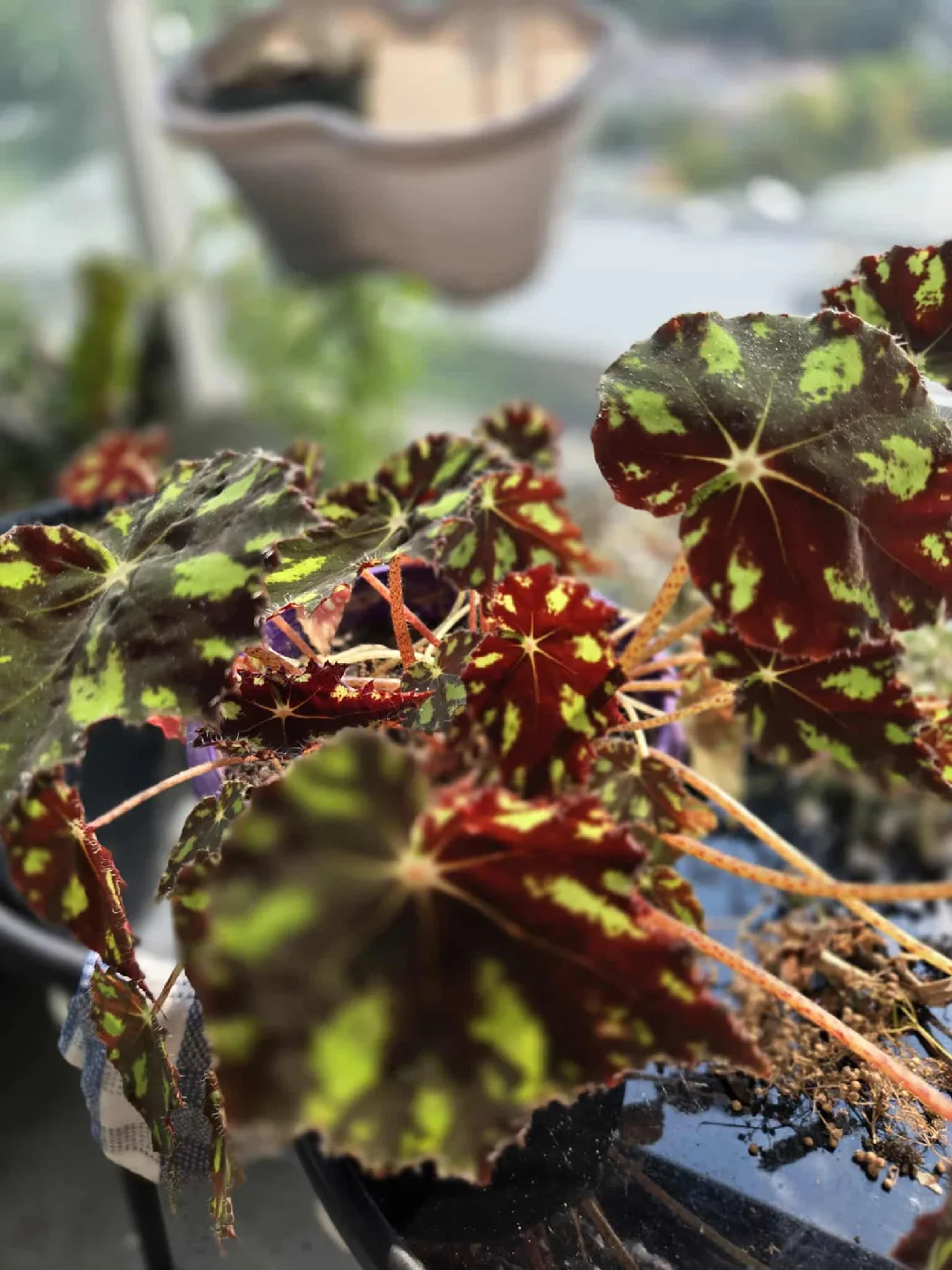 Begonia Plant thumbnail