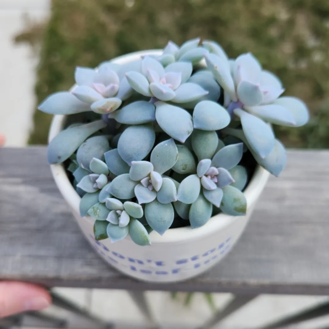 graptopetalum superbum succulent arrangement 🥕 image indicator(3)