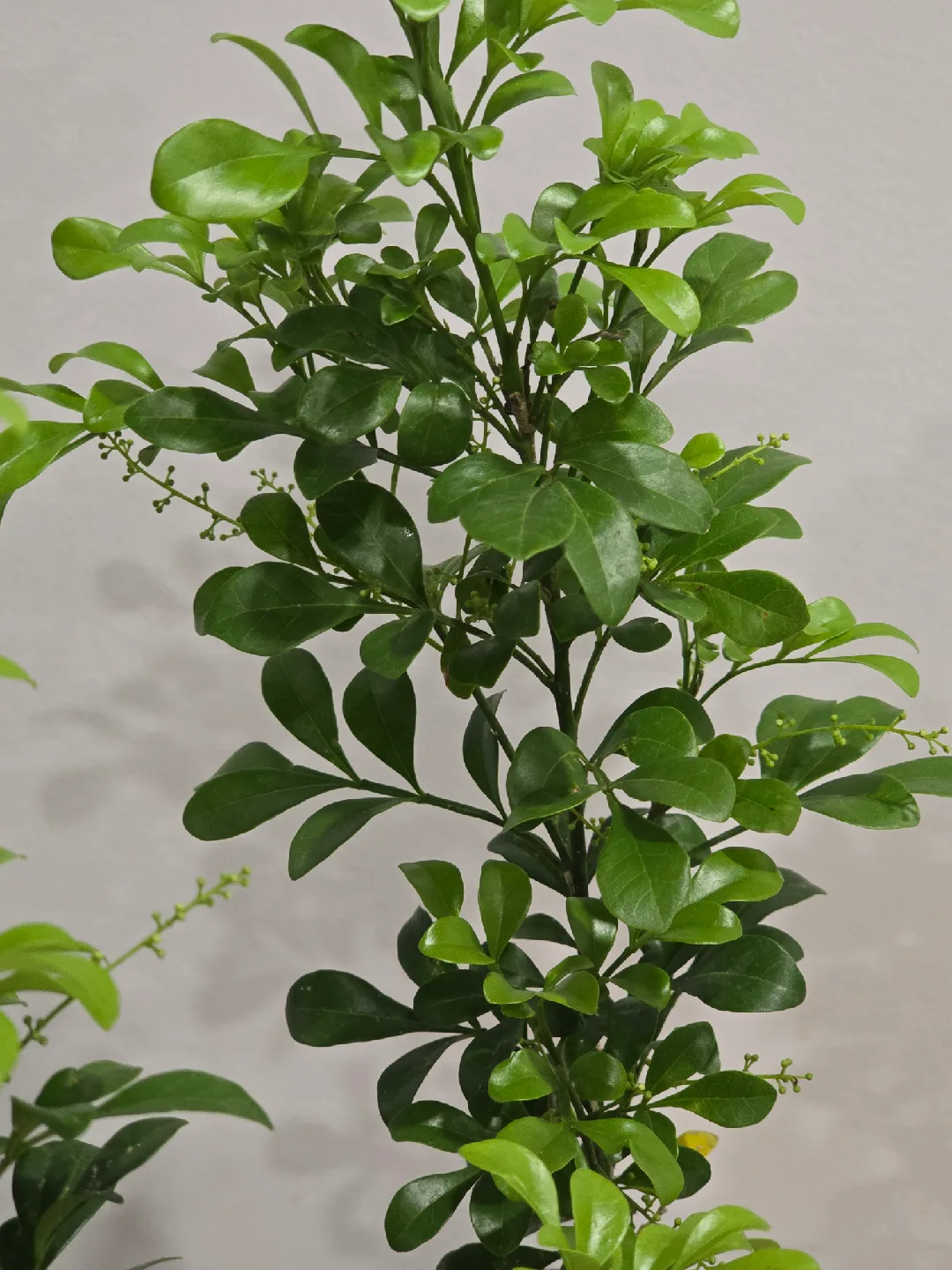 Chinese perfume tree image indicator(6)