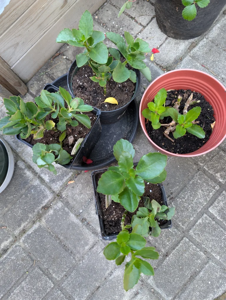 assorted potted kalanchoe plants image indicator(2)