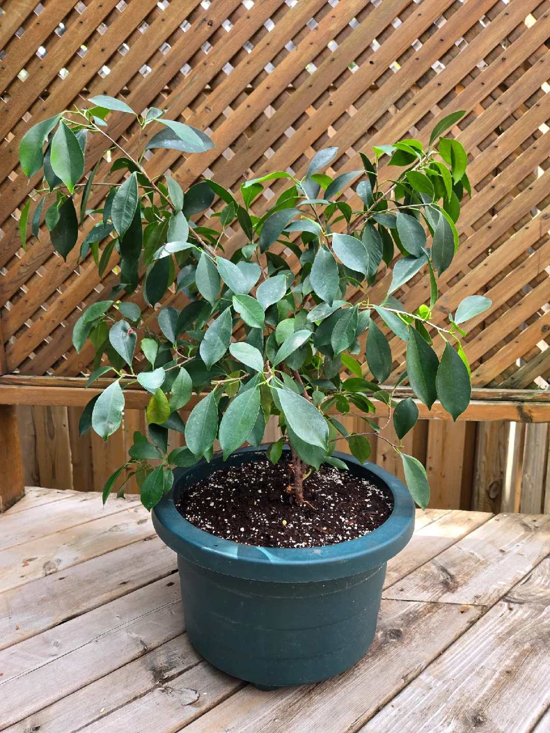Ficus Benjamina Plant thumbnail
