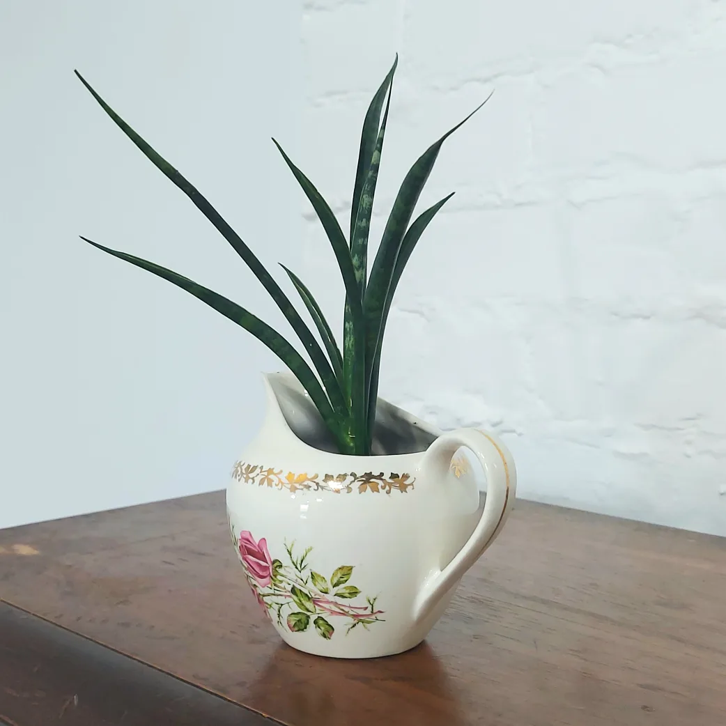 fernwood snake plant 🪴 rose vase planter thumbnail