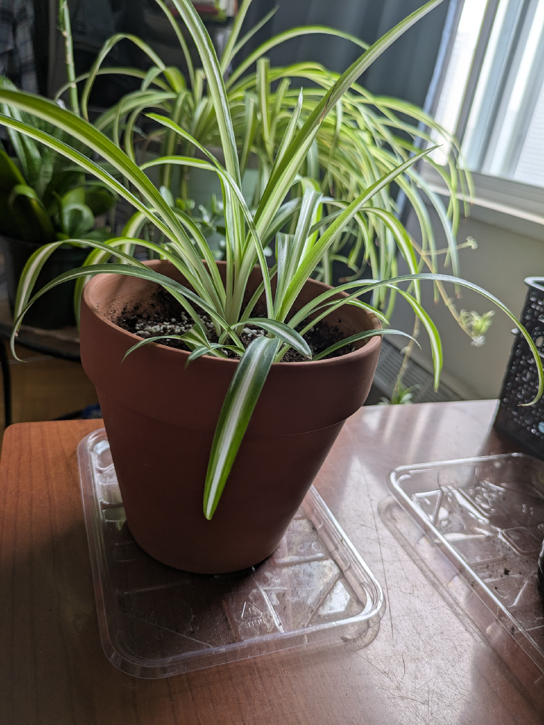 Spider plant