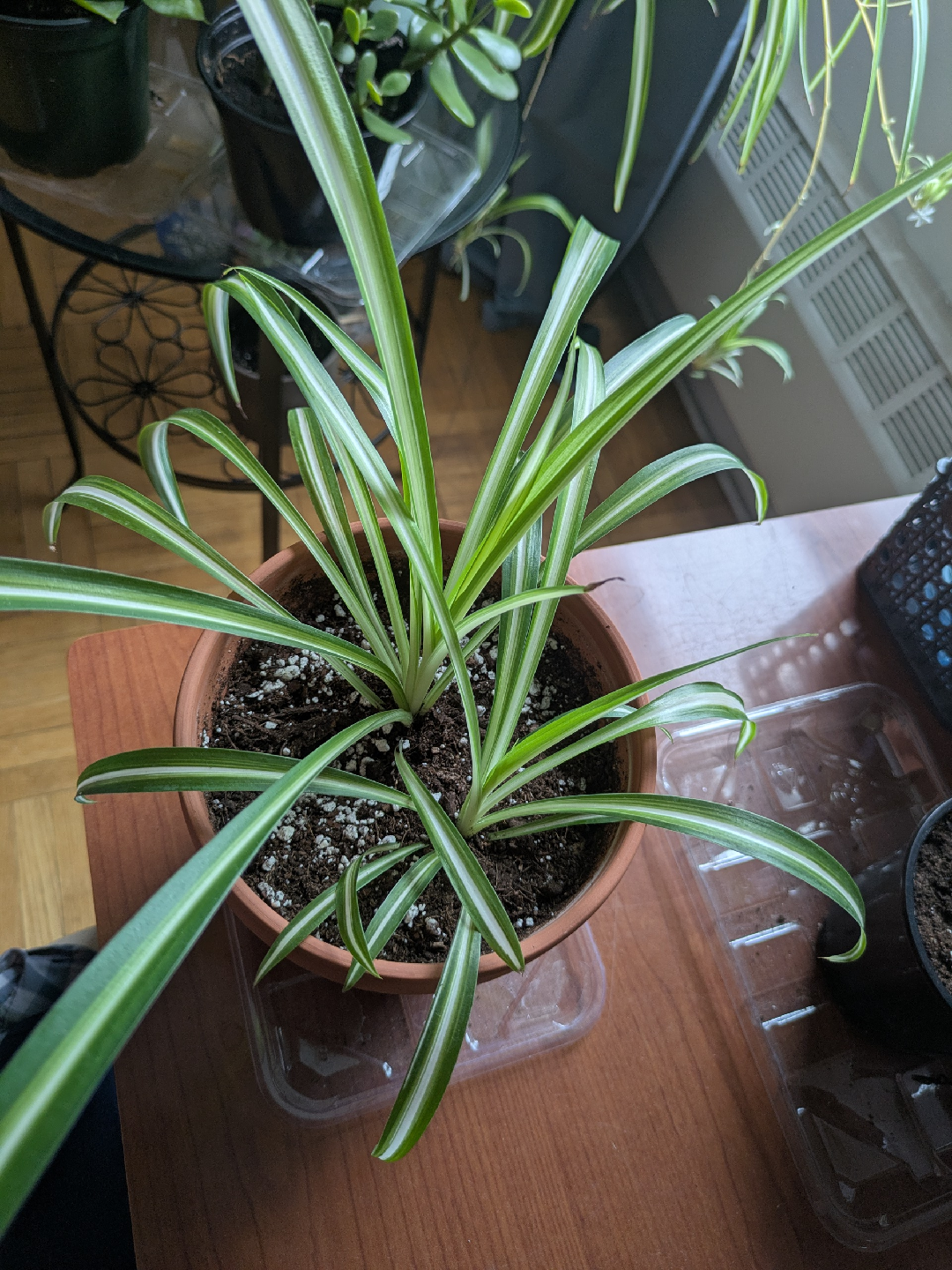 Spider plant - photo 2