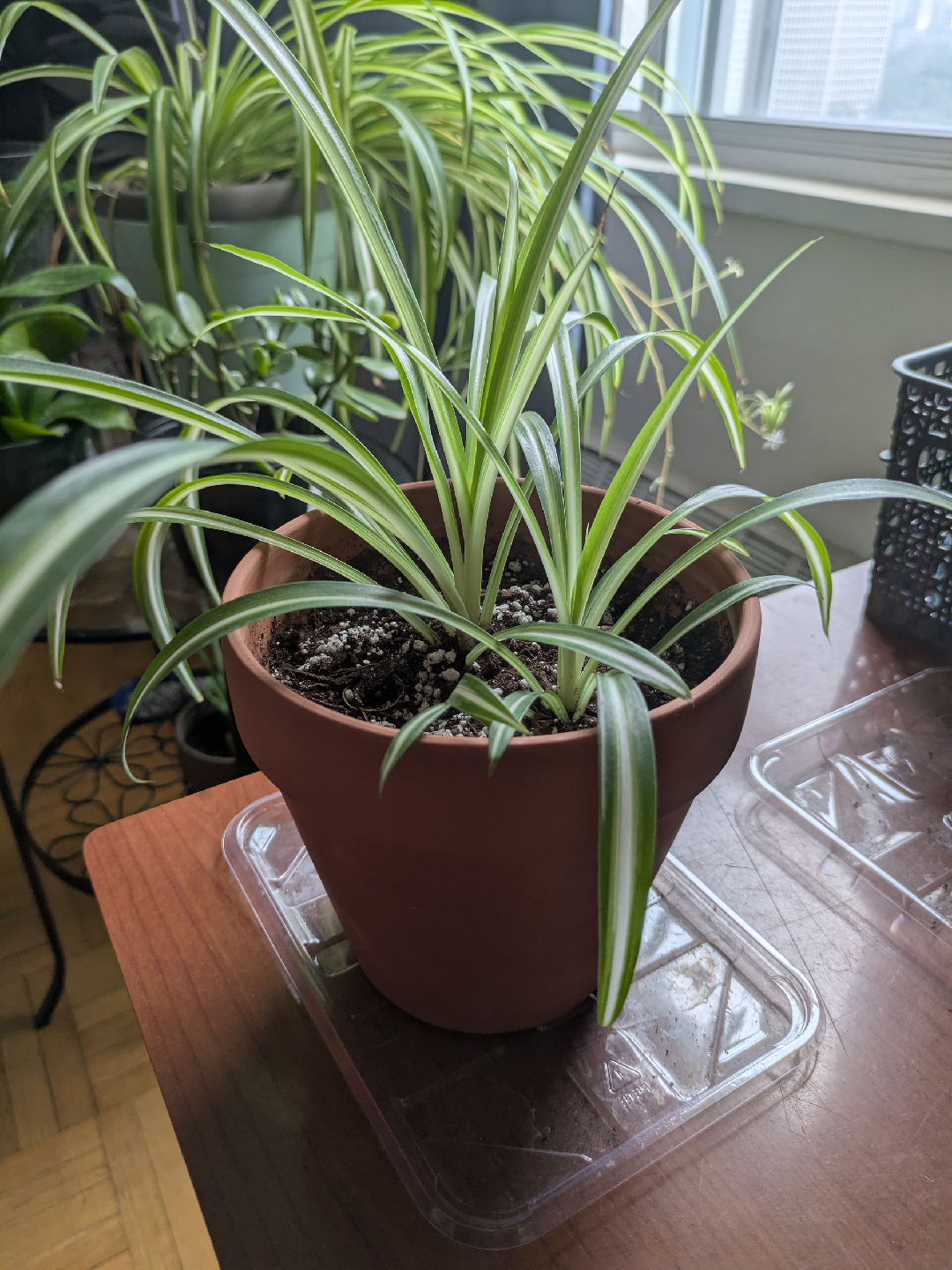 Spider plant - photo 3
