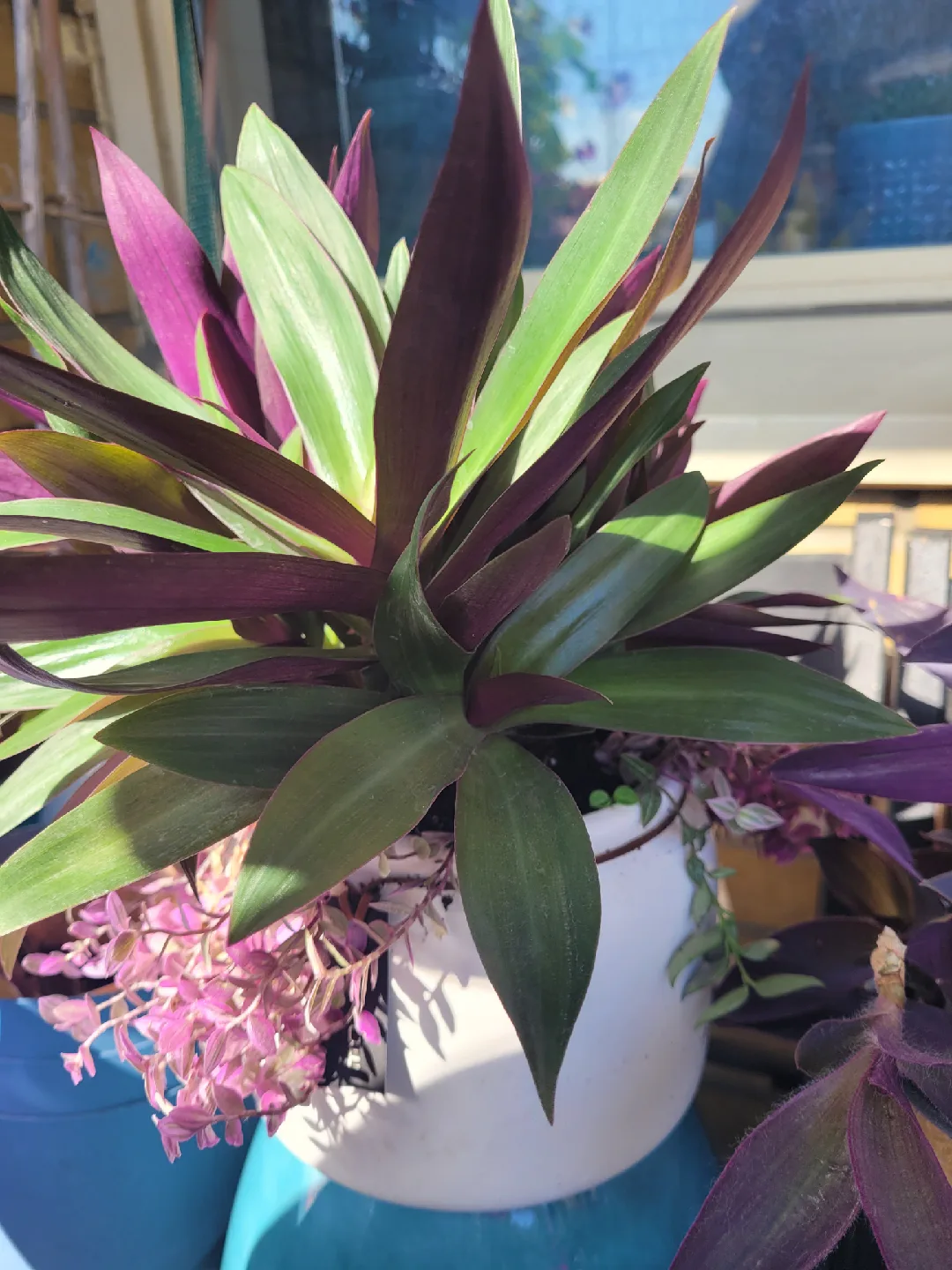 House plants 🥕 image indicator(2)