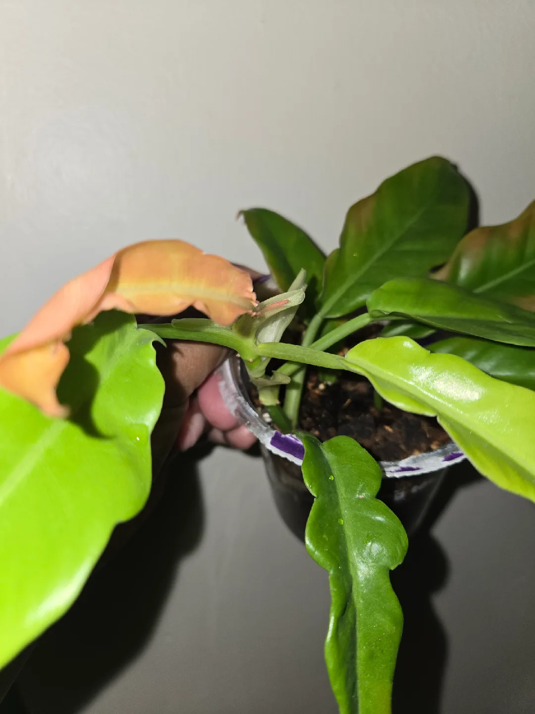 Philodendron Plant [RING OF FIRE]🔥💍 thumbnail